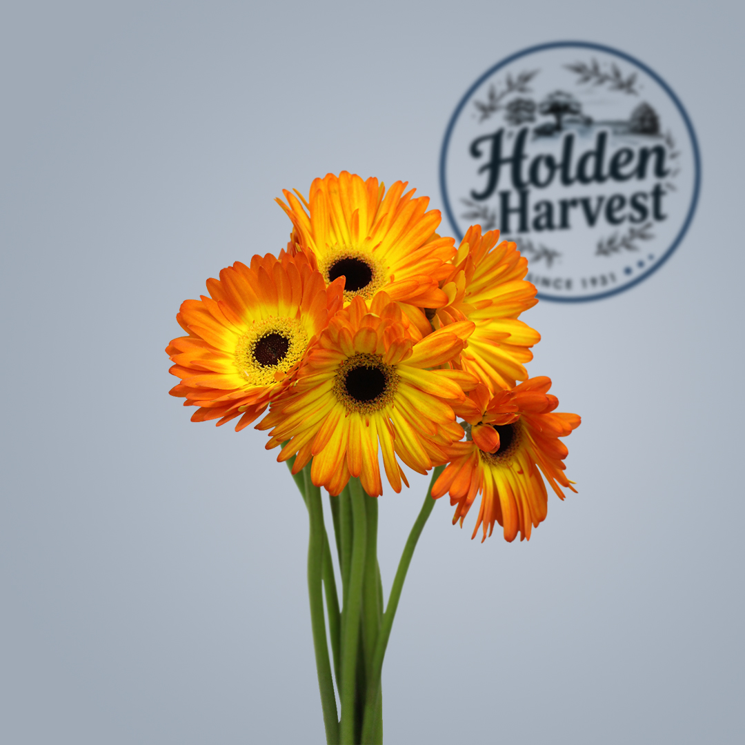 Gerbera-orange